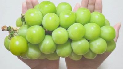 놓치면 후회! 김천 샤인머스켓 망고포도 특가 후기🍇🥭